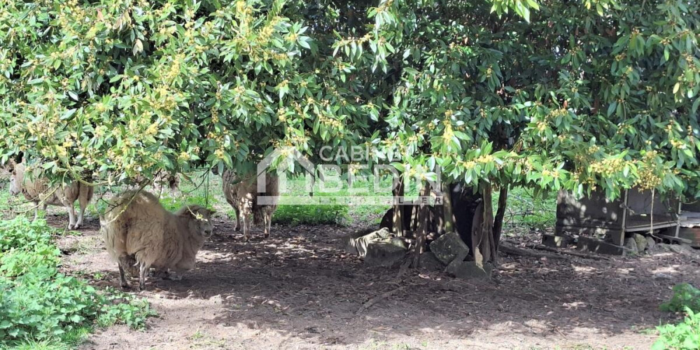 maison à ILLATS (33720)