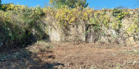 maison à AURIOLLES (33790)