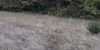 terrain à LANGOIRAN (33550)
