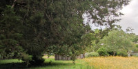 terrain à CASTELNAU DE MEDOC (33480)