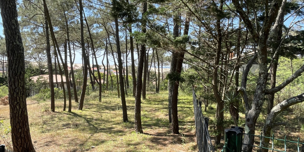 terrain à LACANAU (33680)