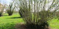terrain à CISSAC MEDOC (33250)