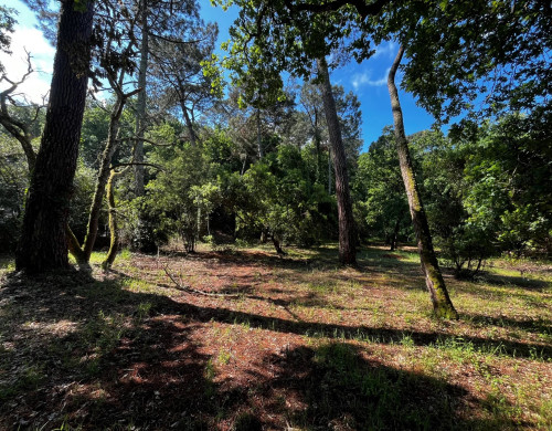 terrain  ARCACHON