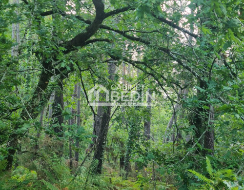 terrain  LE TEICH