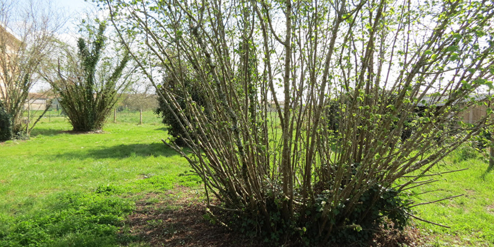terrain à CISSAC MEDOC (33250)