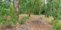 terrain à STE HELENE (33480)