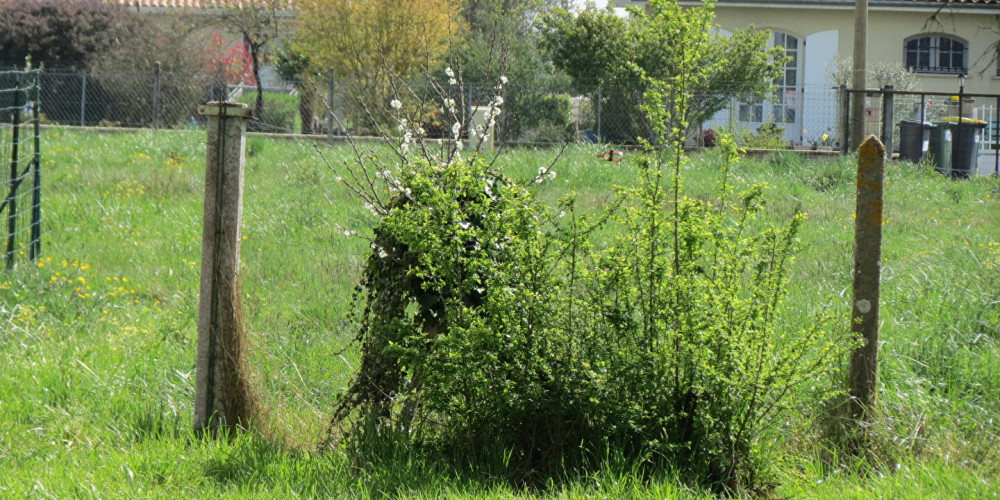 terrain à CISSAC MEDOC (33250)