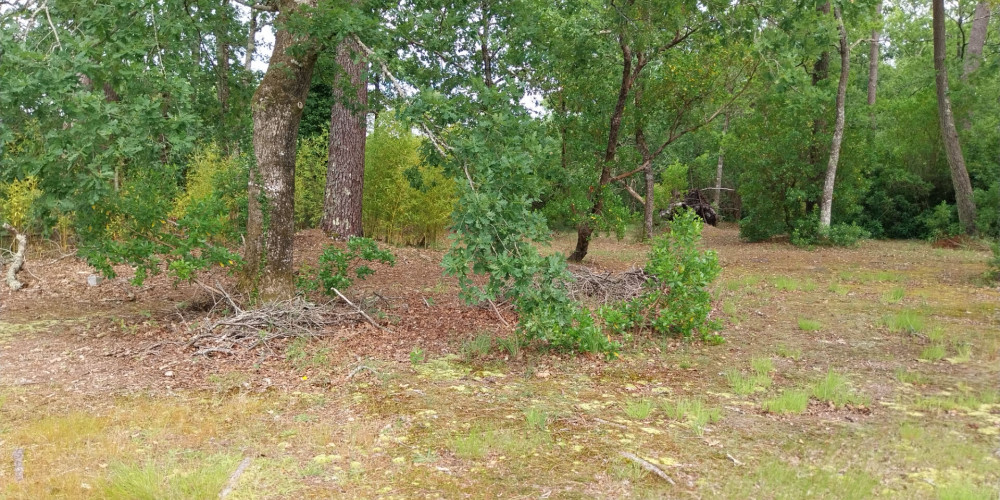 terrain à STE HELENE (33480)