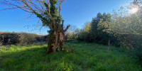 terrain à CESTAS (33610)