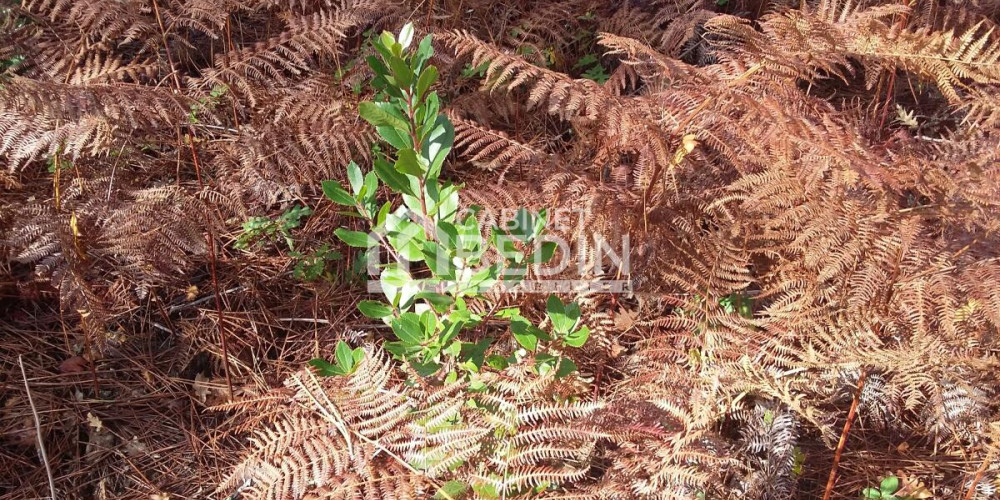 terrain à LE PORGE (33680)