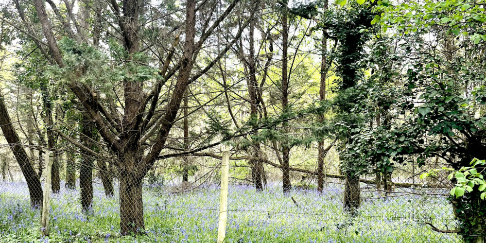 terrain à ST DENIS DE PILE (33910)