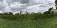 terrain à ST EMILION (33330)