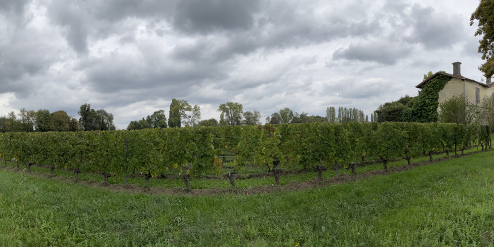 terrain à ST EMILION (33330)
