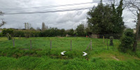 terrain à AMBARES ET LAGRAVE (33440)